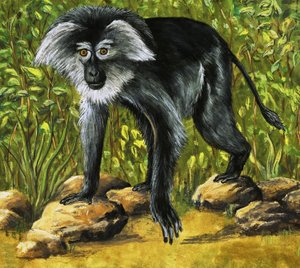 Vreemde apen