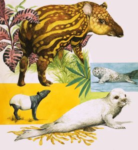 De Maleise tapir en de grijze zeehond