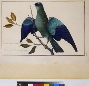 Volledige pagina: dierenstudie, ca.1650-75 (tempera op perkament) door Erich Lessing