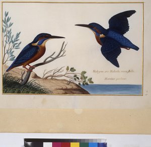 Volledige pagina: dierenstudie, ca.1650-75 (tempera op perkament)