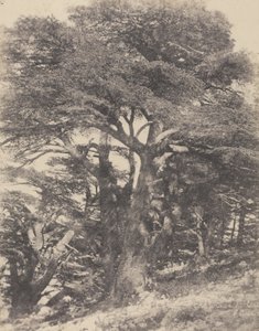Groupe de Cèdres de Mt. Liban / [Groep cederbomen, Libanonberg].