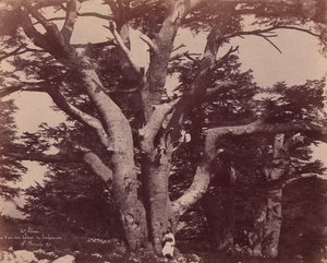 Mt. Liban. Stam van een van de cederbomen van Salomo, 1850-53
