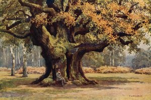 De Major Oak, Thoresby Park