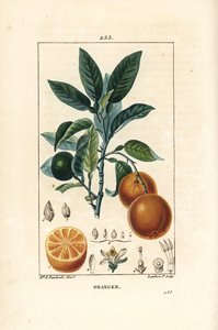 Bigaradier, sinaasappel, Citrus aurantium, met tak, blad, bloesem, rijpe en onrijpe vrucht, en doorsnede van de vrucht