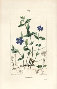 Kleine maagdenpalm, Vinca minor, met bloem, blad, stengel, wortel en zaad door Ernestine Panckoucke