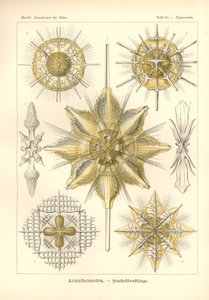 Acanthometra - Stachelstrahlinge, Pl.21 uit 