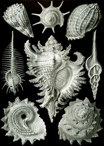 Voorbeelden van Prosranchia - schelpen van verschillende prosobranchia-gastropoden, uit 