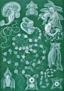 Voorbeelden van Siphonophorae uit 