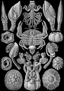 Illustratie van Cirripedia uit "Kunstformen der Natur" 1904