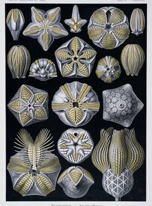 Blastoidea, plaat uit Kunstvormen van de Natuur, c.1899-1904