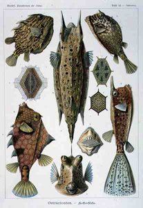 Ostraciontes, plaat uit Artforms of Nature
