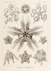 Plaat 10 Ophiothrix Ophiodea uit 