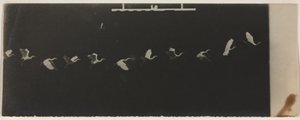 Chronofotografie van een vliegende reiger door Etienne Jules Marey
