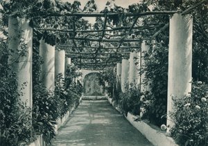 Pergola in een wijngaard, Capri, Italië, 1927 door Eugen Poppel