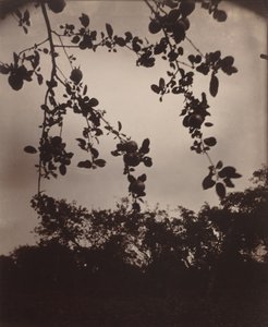 Appeltak, 1922/1923 (foto) door Eugène Atget