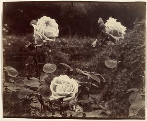 Rozen door Eugène Atget