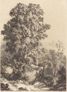 Beukenbos