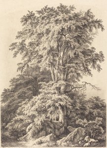 Beukenbos