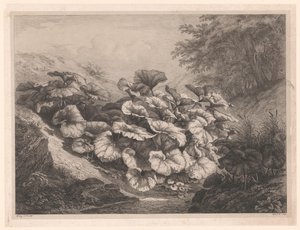 Groot hoefblad door Eugene Bléry