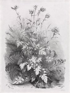 Groepen van verschillende planten getekend naar de natuur: nr. 7 door Eugene Bléry