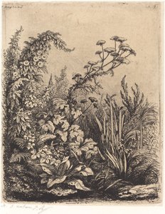 De kleine berle met haagwinde, gepubliceerd 1849