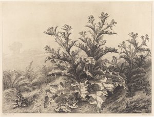 Grote Distel door Eugene Bléry