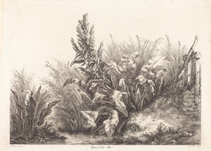 Geduldskruid, studie