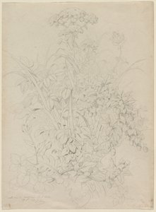 Plantstudie door Eugene Bléry