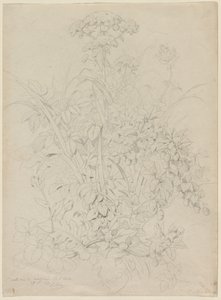 Plantenstudie