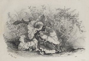 Plantstudie uit Groep van Diverse Planten Getekend en Lithografisch naar de Natuur