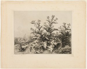 De grote distel, plaat drie uit Les quatres grandes plantes