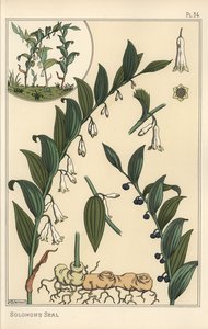 Botanische illustratie van Salomonszegel, Polygonatum multiflorum