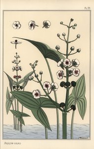 Botanische illustratie van de pijlkruid, Sagittaria sagittifolia
