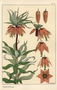 Botanische illustratie van de keizerskroon, Fritillaria imperialis door Eugene Grasset