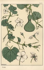 Botanische illustratie van de kalebas door Eugene Grasset