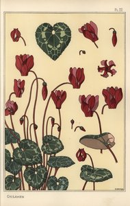Cyclamen plant, met details van de bloem, bladeren, bloemblaadjes