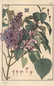 Botanische studie van sering door Eugene Grasset
