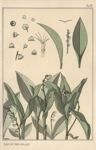 Lelietje-van-dalen, botanische studie