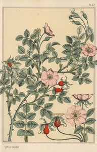 Wilde roos botanische studie door Eugene Grasset