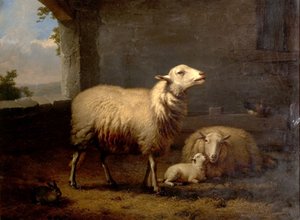 Schapen, 1876