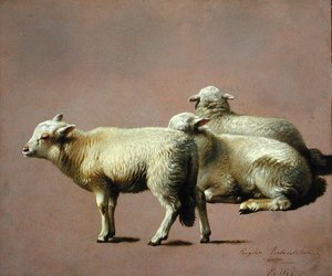 Studie van Schapen