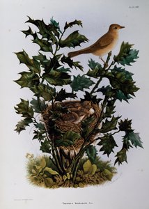 Tuinfluiter (Sylvia hortensis), gravure door Oscar Dressler, uit Natuurlijke Geschiedenis van Vogels die Nestelen in Lombardije, door Eugenio Bettoni (1845-1898), Italië door Eugenio Bettoni, Oscar Dressler