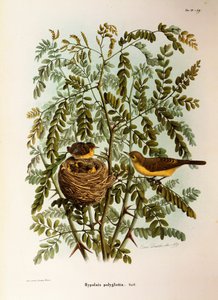 Illustratie uit Eugenio Bettoni