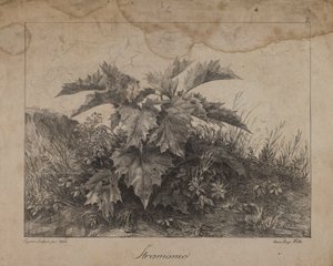 Stramonium door Eugenio Landesio