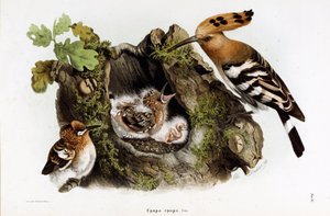 Afbeelding van de Huppe fasciee (Upupa epops) (Hop) (Chromolithografie)