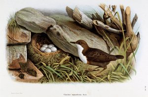 Afbeelding van de vogel Cincle duiker (Cinclus aquaticus) (Chromolithografie)