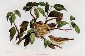 Afbeelding van de vogel Hipolais salicaria Zanger (Chromolithografie) door Eugenio and Dressler Oscar  Bettoni
