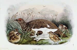 Afbeelding van de patrijs (Patrijs of Lagopus mutus) (Chromolithografie) door Eugenio and Dressler Oscar  Bettoni