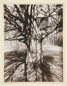 Beuk door Eugène Atget