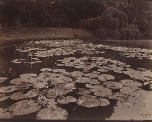 Waterlelies (Bagatelle)